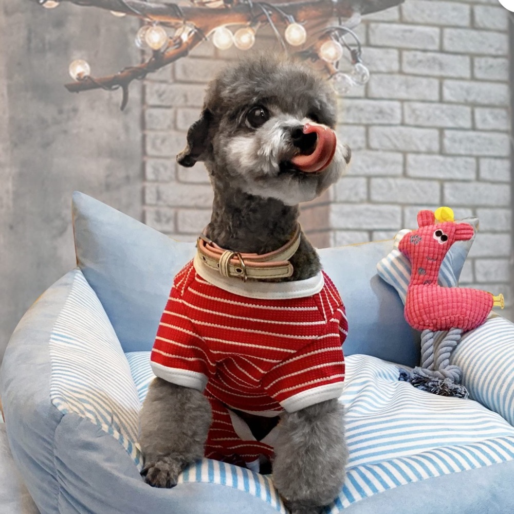Red Striped Dog Shirt Tony Hobby